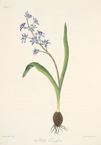 Kaksilehtinen Squill, julkaisusta Floral Illustrations of the Seasons, pub. 1829 (käsin väritetty kaiverrus). tekijältä Margaret Roscoe