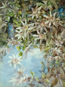 Passion Flower -tutkimus tekijältä Margaret Waterfield