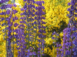 Lupins em Tierra del Fuego.finnish