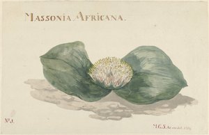 Bloem Massonia Africana MASSONIA AFRICANA (otsikko esineessä) tekijältä Maria Geertruida Barbiers Snabilié
