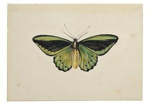Perhonen, Vihreä linnunsiipi (Ornithoptera priamus) tekijältä Maria Margaretha van Os