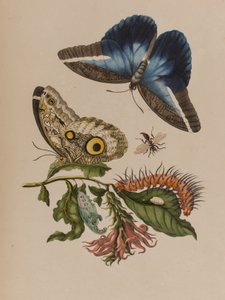 Kuvitus teoksesta "Metamorphosis insectorum Surinamensium. Ofte Verandering der Surinaamsche Insecten", julkaistu 1705 (värillinen kaiverrus).