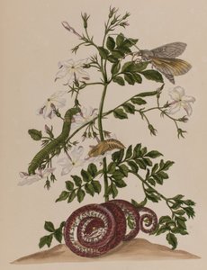 Kuva: Metamorphosis insectorum Surinamensium. Ofte Change of Surinamese Insects