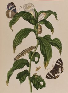 Kuvitus teoksesta "Metamorphosis insectorum Surinamensium. Ofte Verandering der Surinaamsche Insecten", julkaistu 1705 (värillinen kaiverrus). tekijältä Maria Sibylla Graff (after) Merian