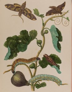 Kuva: Metamorphosis insectorum Surinamensium. Ofte Change of Surinamese Insects