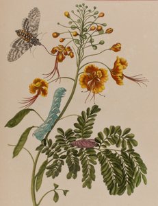 Kuva: Metamorphosis insectorum Surinamensium. Ofte Change of Surinamese Insects