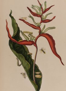 Kuva: Metamorphosis insectorum Surinamensium. Ofte Change of Surinamese Insects