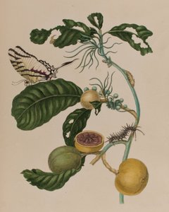 Kuva: Metamorphosis insectorum Surinamensium. Ofte Change of Surinamese Insects
