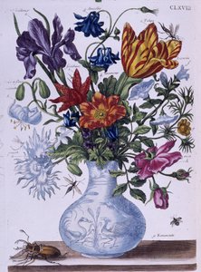 Kuoriainen ja erilaisia kukkia - dess. kirjoittanut Maria Sibylla Merian, n.d., noin 1700-luvun lopulla tekijältä Maria Sibylla Merian