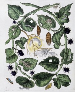 Perhoset ja chrysalis - dess. kirjoittanut Maria Sibylla Merian, n.d., noin 1700-luvun lopulla tekijältä Maria Sibylla Merian