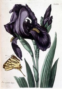 Leveälehtinen iiris - teoksessa "Surinamin ja koko Euroopan hyönteisten yleinen historia", kirjoittanut Maria Sibylla de Merian, toim. Desnos, Pariisi