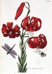 Lys (lilja) purppura Kaareva - teoksessa "" Surinamin ja koko Euroopan hyönteisten yleinen historia"" Maria Sibylla de Merian, toim. Desnos, Pariisi tekijältä Maria Sibylla Merian