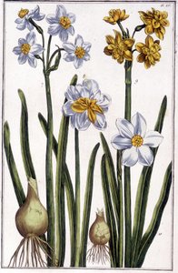 Narcissus - teoksessa "" Surinamen ja koko Euroopan hyönteisten yleinen historia"" Maria Sibylla de Merian, toim. Desnos, Pariisi tekijältä Maria Sibylla Merian