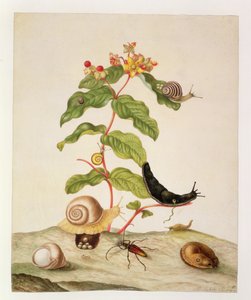 No.1146c Hypericum Baxiforum etanoilla ja kovakuoriaisella, 1695