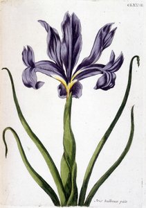 Tuntematon kuva tekijältä Maria Sibylla Merian