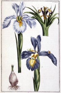 Tuntematon kuva tekijältä Maria Sibylla Merian