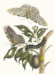 Arbre de gomme-gutte. Kirjasta Metamorphosis insectorum Surinamensium, 1705. tekijältä Maria Sibylla Merian