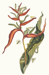 Ballia. Kirjasta Metamorphosis insectorum Surinamensium, 1705. tekijältä Maria Sibylla Merian