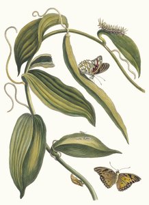 Banille. Kirjasta Metamorphosis insectorum Surinamensium, 1705. tekijältä Maria Sibylla Merian