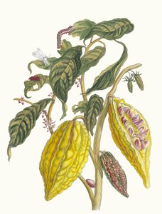 Kaakao. Kirjasta Metamorphosis insectorum Surinamensium, 1705. tekijältä Maria Sibylla Merian