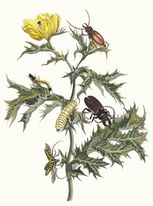Piikikäs ohdake Kirjasta Metamorphosis of Surinamese insects, 1705. tekijältä Maria Sibylla Merian