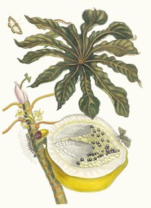 Carica papaija. Kirjasta Metamorphosis insectorum Surinamensium, 1705. tekijältä Maria Sibylla Merian