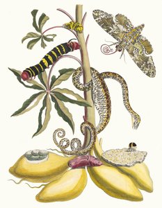 Cassave. Kirjasta Metamorphosis insectorum Surinamensium, 1705. tekijältä Maria Sibylla Merian