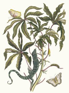 Cassave. Kirjasta Metamorphosis insectorum Surinamensium, 1705. tekijältä Maria Sibylla Merian