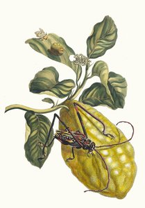 Citronier. Kirjasta Metamorphosis insectorum Surinamensium, 1705. tekijältä Maria Sibylla Merian