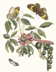 Coronilla Americana Arborescens. Kirjasta Metamorphosis of Surinamese insects, 1705. tekijältä Maria Sibylla Merian