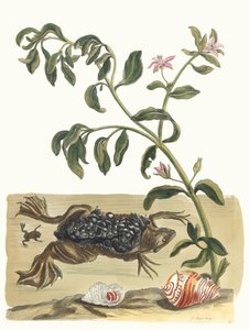 Cresson. Kirjasta Metamorphosis insectorum Surinamensium, 1705. tekijältä Maria Sibylla Merian
