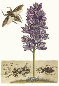 Eichhornia crasipes. Kirjasta Metamorphosis insectorum Surinamensium, 1705. tekijältä Maria Sibylla Merian