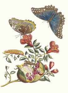 Grenadier. Din cartea Metamorphosis insectorum Surinamensium, 1705. finlandez tekijältä Maria Sibylla Merian