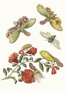 Grenadieri. Kirjasta Metamorphosis insectorum Surinamensium, 1705. tekijältä Maria Sibylla Merian