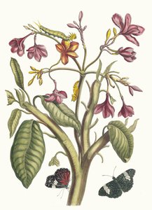 Jasmin des Indes. Kirjasta Metamorphosis insectorum Surinamensium, 1705. tekijältä Maria Sibylla Merian