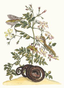 Jasminum grandiflorum. Kirjasta Metamorphosis insectorum Surinamensium, 1705. tekijältä Maria Sibylla Merian