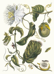 Marquiaas. Kirjasta Metamorphosis insectorum Surinamensium, 1705. tekijältä Maria Sibylla Merian