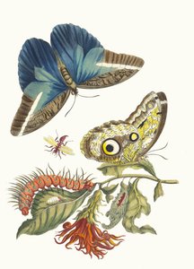Pachystachys coccinea. Kirjasta Metamorphosis insectorum Surinamensium, 1705. tekijältä Maria Sibylla Merian