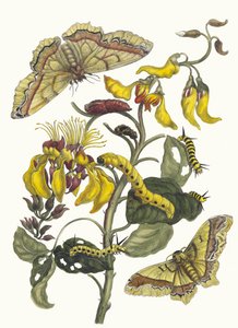 Pallisaden-puomi. Kirjasta Metamorphosis insectorum Surinamensium, 1705. tekijältä Maria Sibylla Merian
