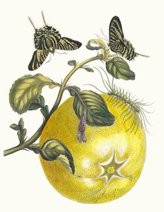 Pompelmous. Kirjasta Metamorphosis insectorum Surinamensium, 1705. tekijältä Maria Sibylla Merian