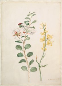  tekijältä Maria Sibylla Merian