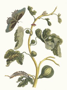 Valkoinen guava. Kirjasta Metamorphosis insectorum Surinamensium, 1705. tekijältä Maria Sibylla Merian