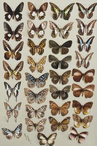 Kolmekymmentäkolme perhosta neljässä sarakkeessa, jotka kuuluvat Papilionidae- ja Danainae-heimoihin,