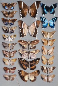 24 koiperhoa, kolmessa sarakkeessa, enimmäkseen kuuluvat Noctuidae-heimoon