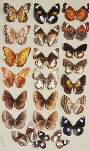 Kaksikymmentäkaksi perhosta kolmessa sarakkeessa, jotka kaikki kuuluvat Nymphalidae-heimoon,