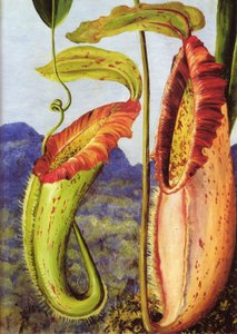 Uusi kannukasvi Sarawakin kalkkikivivuorilta, Borneo, Borneo tekijältä Marianne North