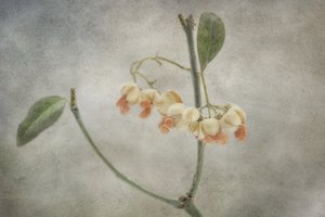  tekijältä Marie-anne Stas