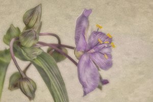 Hienovarainen violetti kukka tekijältä Marie-anne Stas