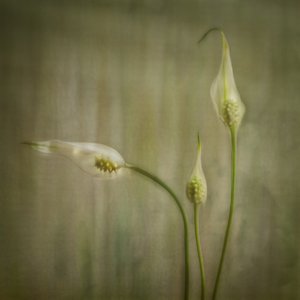  tekijältä Marie-anne Stas