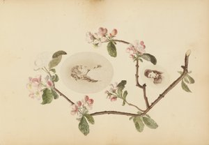 Madame B -albumi tekijältä Marie-Blanche-Hennelle Fournier
